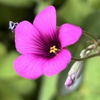 ボケ,イモカタバミ,散歩道,いつもありがとう,道端の植物の画像