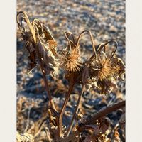 チューリップ,ゴボウ,ピンクのイチゴの花,ゴボウ畑,いちごのお花の画像