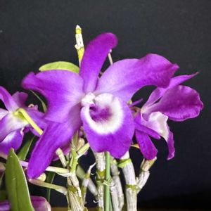 デンドロビウム,Den.Oliental Sprit’Rudoruf’,洋蘭,開花中,ピンク色の花の画像