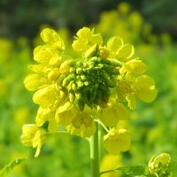 菜の花,早咲き菜の花,温泉県大分♨️,秘密の花園♡,チーム大分の画像