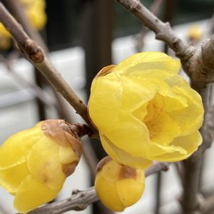 ロウバイ,蝋梅,蝋梅(ロウバイ),鉢植え,いい香りの画像