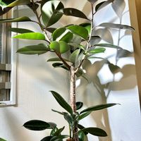 ゴムの木,フィカス,フィカス バーガンディ,観葉植物,植物の画像