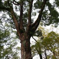 ヒマラヤ杉,クスノキ,巨木古木の木曜日,木曜日は木の日,猪名野神社の画像