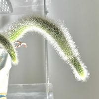 サボテン,ヒルデウィンテラ・カラデモノニス,多肉植物,観葉植物,初心者の画像