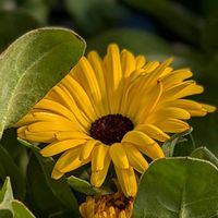 キンセンカ,キンセンカ（カレンデュラ）,今日のお花,キク目キク科の画像