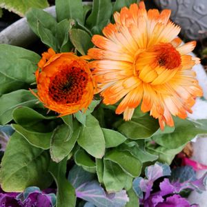 鉢植え,花のある暮らし,今日のお花,温泉県大分♨️,チーム大分の画像