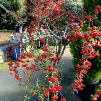 温室,北海道,百合が原公園,おでかけ先,よい 1日をの画像