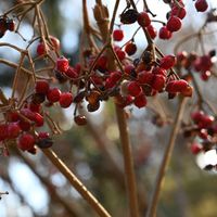 ガマズミ,ガマズミ,山野草,赤い実,花散歩の画像