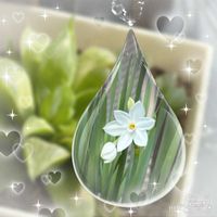 ハオルチア レツーサ,スイセン ペーパーホワイト,お花が好き♡,おうち園芸の画像