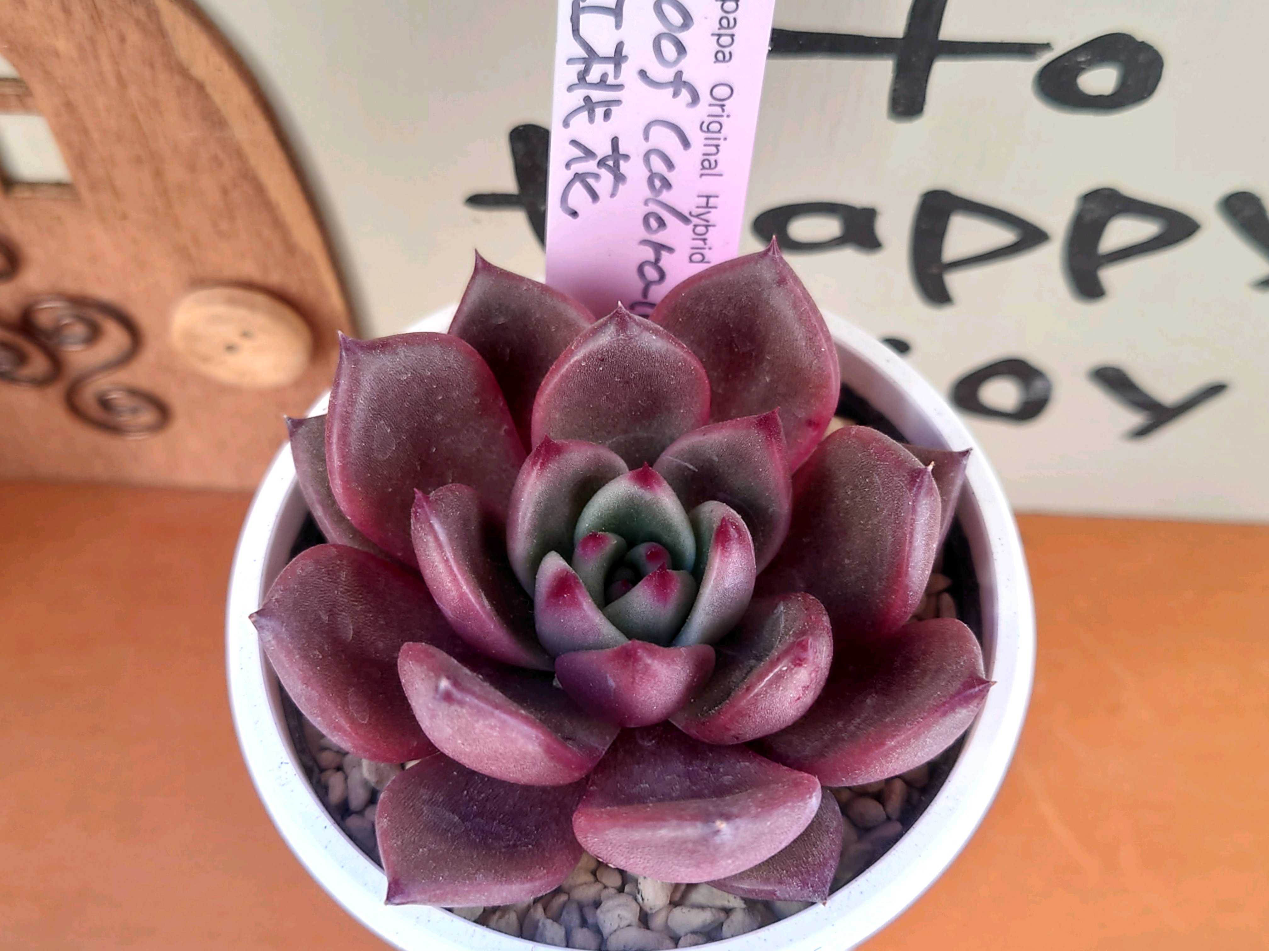 ルイパパさん苗の一覧｜🍀GreenSnap（グリーンスナップ）