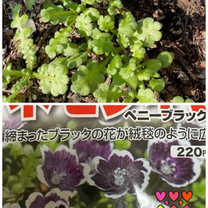 ネモフィラ ペニーブラック,可愛い〜♡,種まき,花のある暮らし,芽が出たの画像