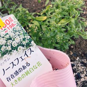 アリッサム　ノースフェイス　ホワイト,地植え,白花好きの画像