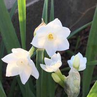 スイセン,スイセン ペーパーホワイト,白い花,花のある暮らし,植中毒の画像