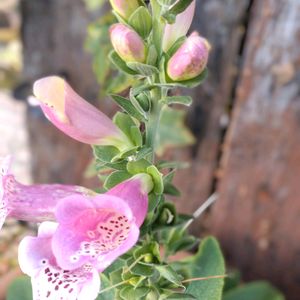 ジギタリス,ラナンキュラス,種まき,花のある暮らし,お花を楽しむの画像