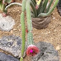 サボテン,ショウジョウカンチュウ,多肉植物,季節の花,咲くやこの花館の画像