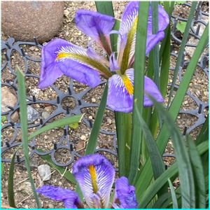 カンザキアヤメ（寒咲菖蒲）,寒咲あやめ,ウインターアイリス「寒咲き菖蒲」,カンザキアヤメ(寒菖蒲／ 　　　　　　　ウインターアイリス),小さな花壇の画像