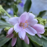 レウィシア,お花に癒されて❤️,夏越しの花の画像