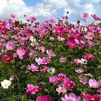 コスモス,菜の花,秋桜(コスモス),コスモス畑✨,秋桜（こすもす）の画像