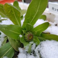 キンセンカ,キンセンカ,雨ざらし,今日のお花,花いろいろの画像