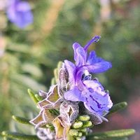 ローズマリー,ジャカランタ,マイガーデン,花のある暮らし,植物のある暮らしの画像