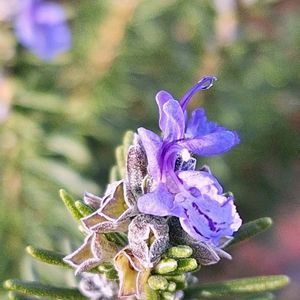 ローズマリー,ジャカランタ,マイガーデン,花のある暮らし,植物のある暮らしの画像