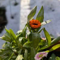 キンセンカ,ウイキョウ,今日のお花,平和を願う☆,はなのある暮らしの画像