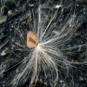 ガガイモの 綿毛✨,散歩,花のある暮らし,植物観察,東北人花の会の画像