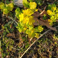 キンカン,菜の花,ガマの穂,がまの穂,もふもふの画像