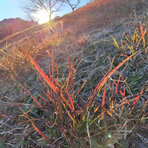 チガヤ,草紅葉,大好き,雑草,山野草の画像