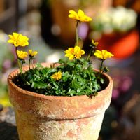 ベランダガーデニング,花のある暮らし,可愛い❤,癒される♪,おうち園芸の画像