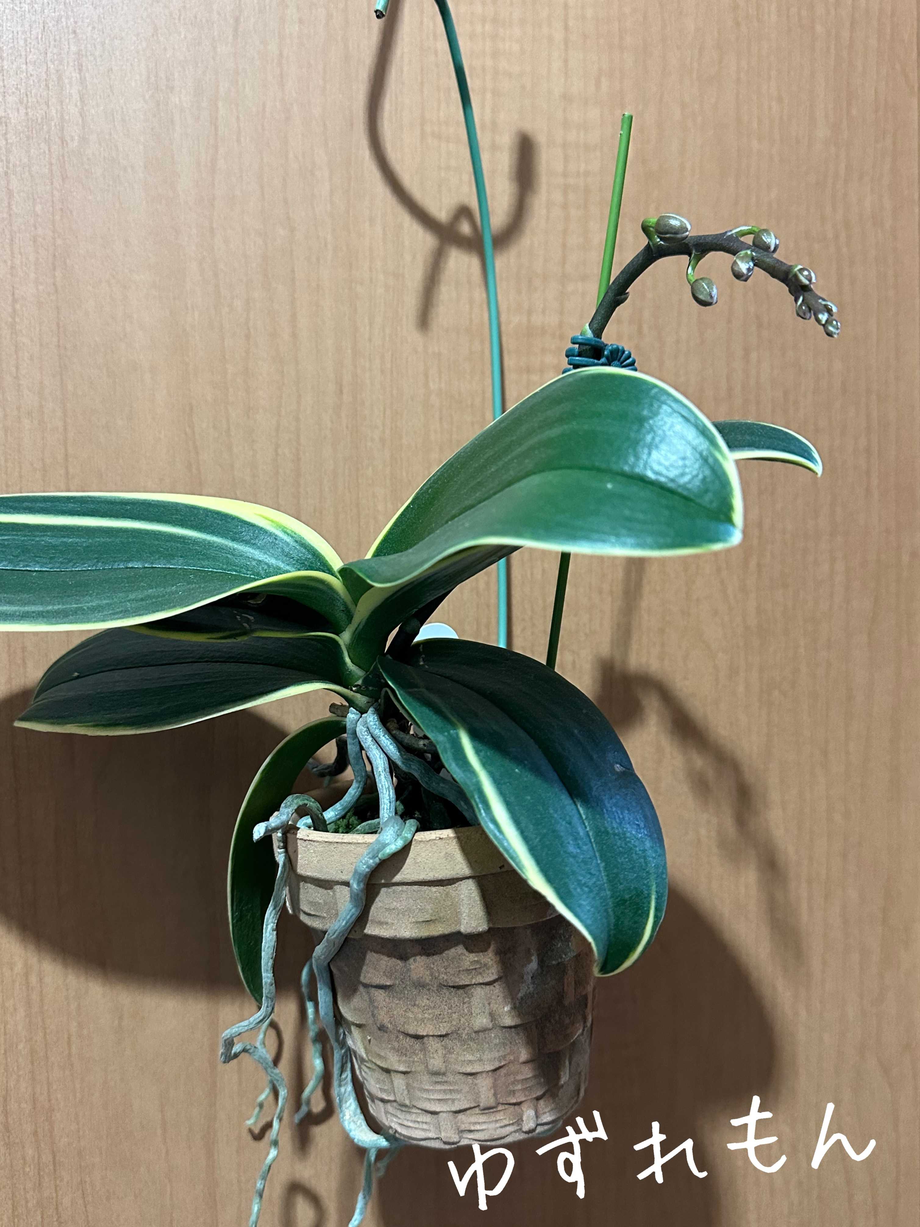 タケノコ蘭の一覧｜🍀GreenSnap（グリーンスナップ）