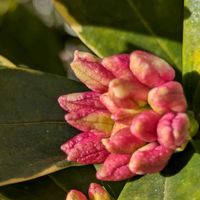 花かんざし,沈丁花,馬酔木(アセビ）,キンセンカ（カレンデュラ）,クリスマスローズ小さな花芽の画像