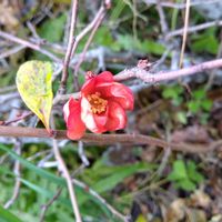 ボケ,お花のある暮らし,お庭のお花,毎年咲くお花,小さな庭の画像