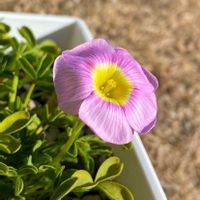 オキザリス,Oxalis obtusa,Oxalis obtusa,Oxalis obtusa Lavender,Oxalis obtusa Lavenderの画像