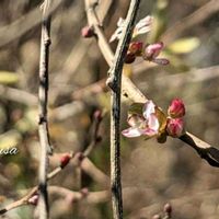 ユキヤナギ,ピンク雪柳,ピンクユキヤナギ,木の花,木に咲く花の画像