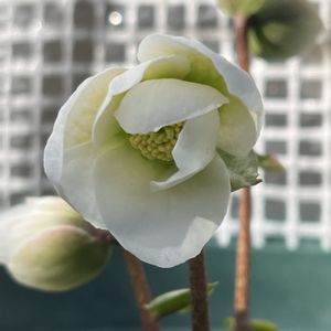 クリスマスローズ,鉢植え,ネコ好き,白い花,花のある暮らしの画像