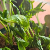 ポトス,ポトステルノシャングリラ,観葉植物,我が家の花壇,花のある暮らしの画像