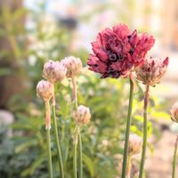 アルメリア バレリーナ,我が家のお花,春はもうすぐ,植物の事もっと知りたいの画像