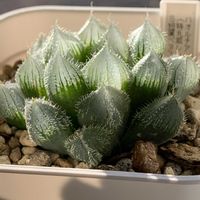 ハオルチア,ハオルチア ロックウッディ,ハオルチア ロックウッディ,多肉植物,ハオルチア属の画像