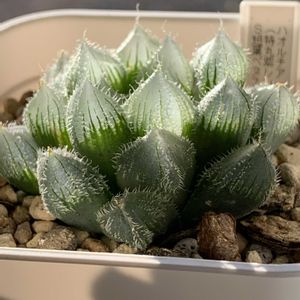 ハオルチア,ハオルチア ロックウッディ,ハオルチア ロックウッディ,多肉植物,ハオルチア属の画像