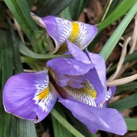 花のある暮らし,ありがとう❤️,濃い紫色,冬に咲く,お花だい好きの画像