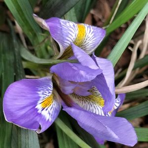 花のある暮らし,ありがとう❤️,濃い紫色,冬に咲く,お花だい好きの画像