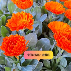 キンセンカ,花のある暮らし,今日のお花,植物大好き,人に優しくの画像