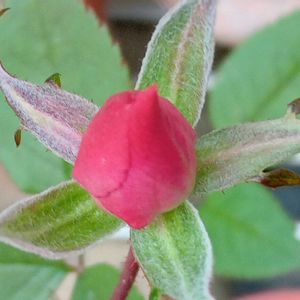 ミニ薔薇ラベンダー,花のある暮らし,大事に育てたい,キュンキュン乙女倶楽部,うどん県人会の画像