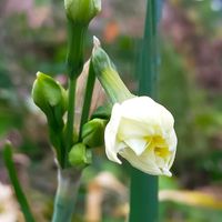 サザンカ,日本水仙,花のある暮らし,ビオラ・パンジー,花は癒やし♡の画像