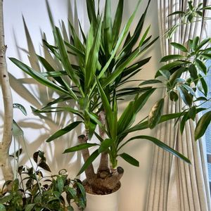 ユッカ,青年の木,ユッカエレファンティペス,観葉植物,植物の画像