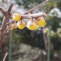 ロウバイ,2025百花魁の画像