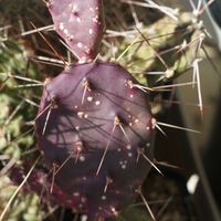 ハオルチア,多肉植物,観葉植物,塊根植物,サボテン科の画像