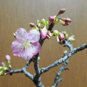 河津桜,河津桜,恵比寿笑い,パキポ　グラキリス,パキポ ブレビカリックスの画像