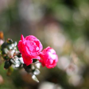 散歩,花壇,花いろいろ,ばら バラ 薔薇,お出かけ先の画像